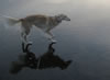 Silken Windhound on Ice